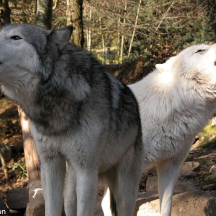 PARC DES LOUPS DU GEVAUDAN