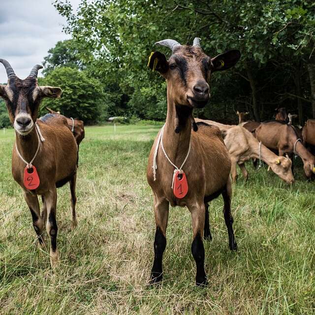 LA CHEVRE QUI RIT