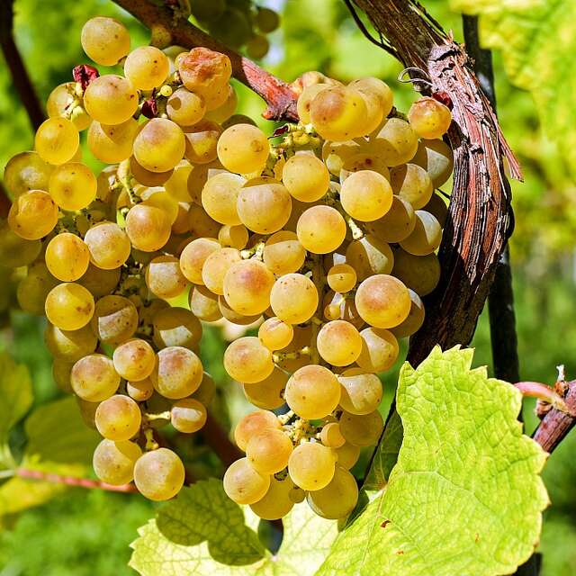 DOMAINE LAPRUNE