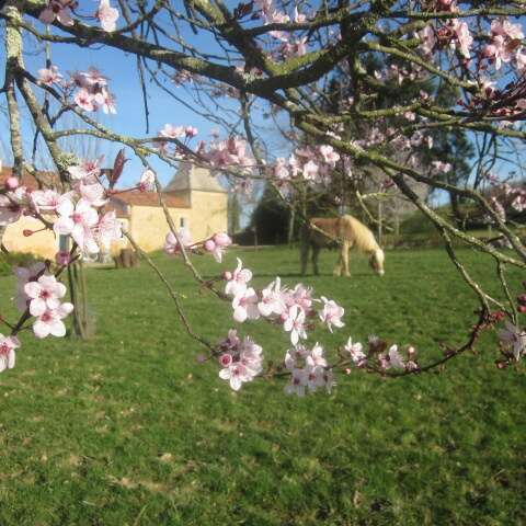 FERME EQUESTRE A CANDAOU