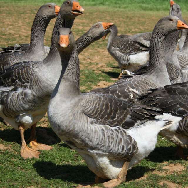 Elevage d'Oies du Bouyssou