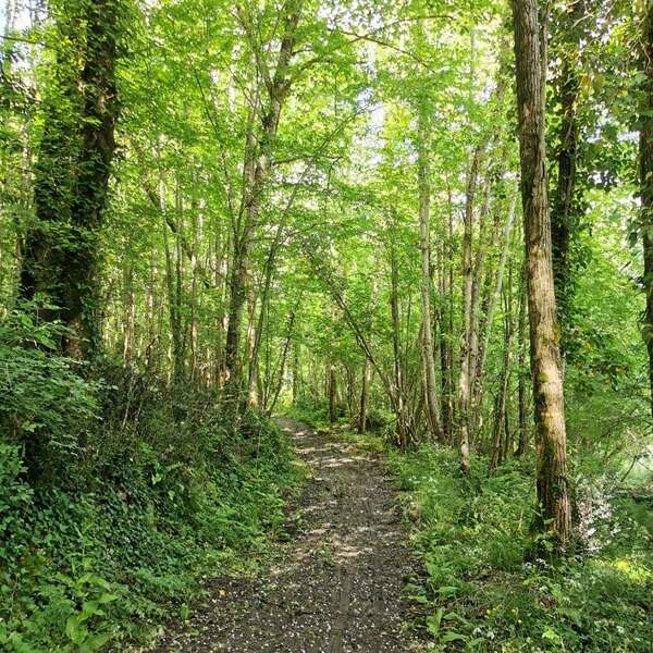 La Forêt du Perigord Noir: Balade commentée