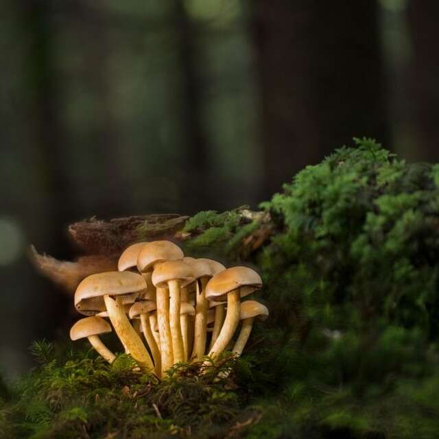 Printemps de la biodiversité - Sortie champignons