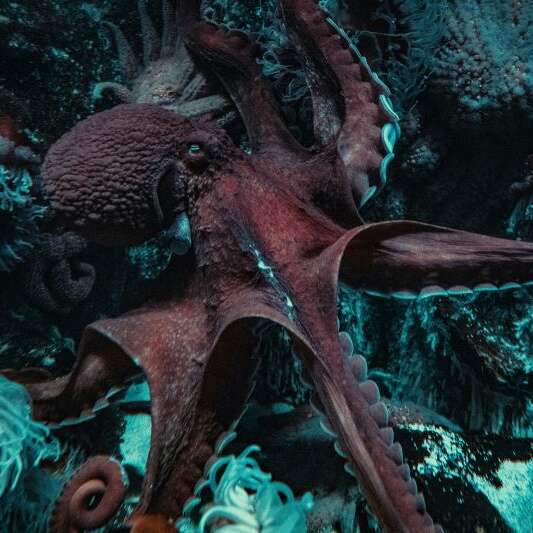 Ciné-débat : Céphalopodes, le règne des ventouses