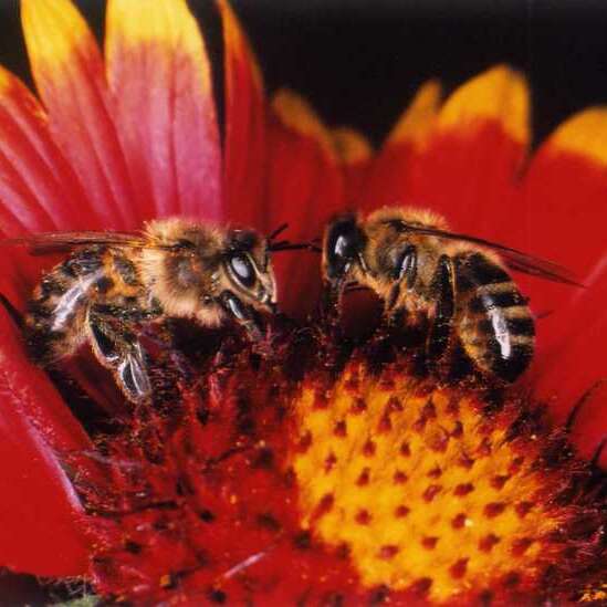 Les Abeilles du Périgord