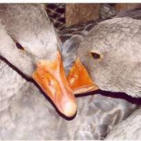 Elevage d'oies du Pech