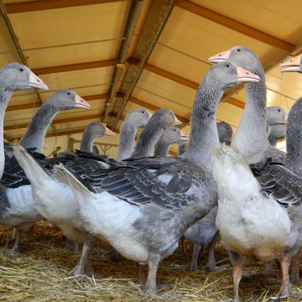 SCEA Les oies du Périgord Noir