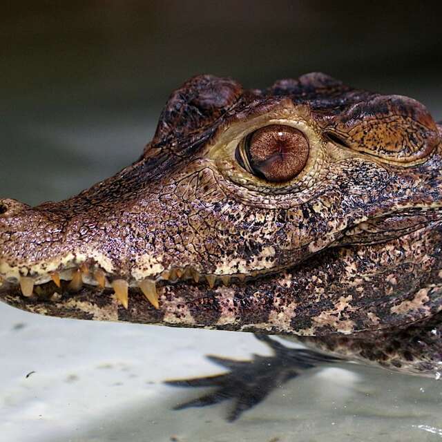 Reptiland