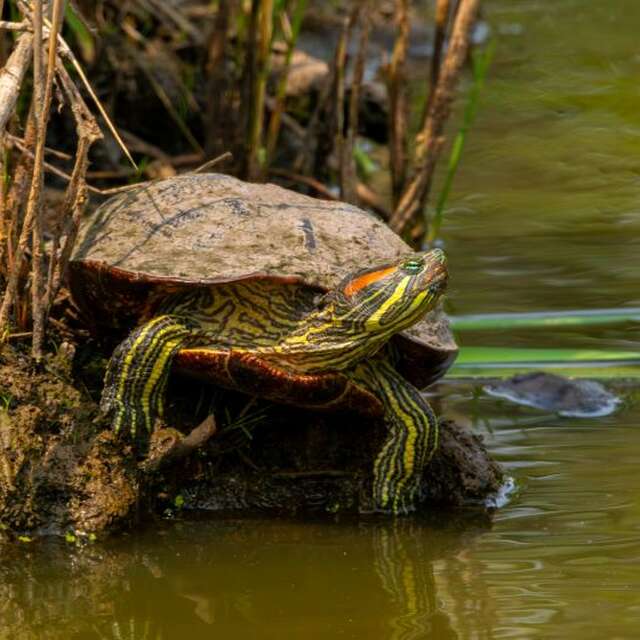 Printemps de la biodiversité - A la rencontre des cistudes et autres reptiles