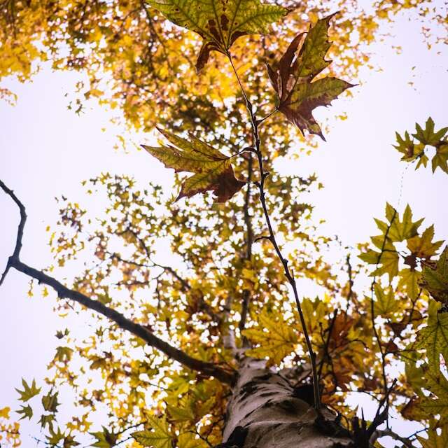 Exposition - J'adore les arbres