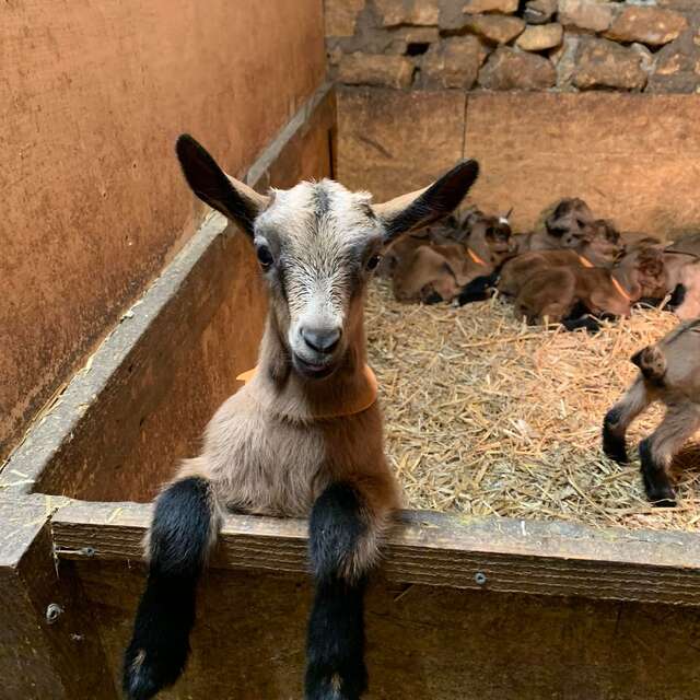 Chèvrerie du Lac de Roudet