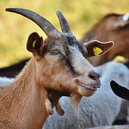 L'Eté à la ferme : La chèvre et le chou
