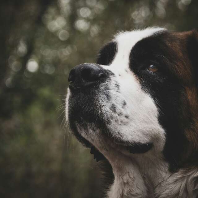 Le Syndrome du Saint Bernard