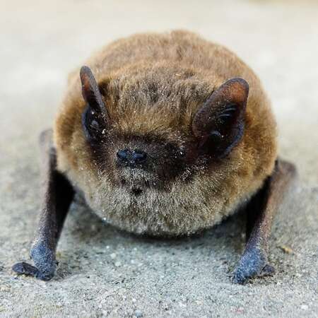 Rencontre avec les chauves-souris de Meyrals