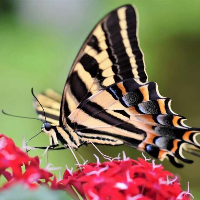 Printemps de la biodiversité - Sortie découverte des papillons du côteau de Légal