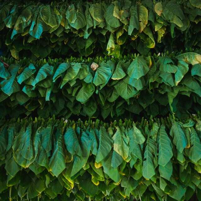 Causerie - Le tabac à Campagne