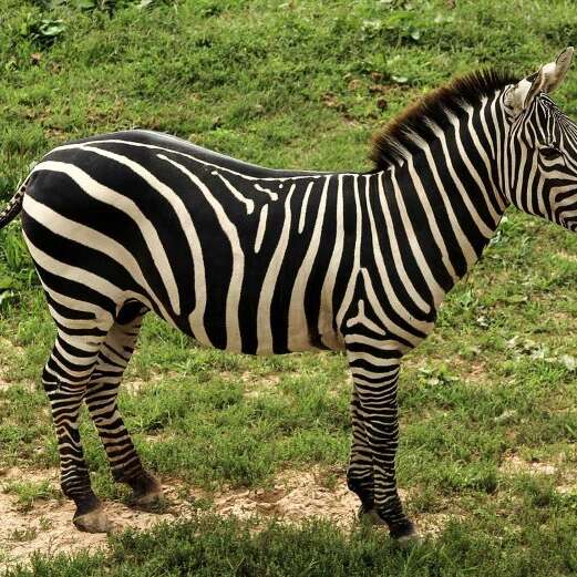 Théâtre - Les sous de Bruxelles