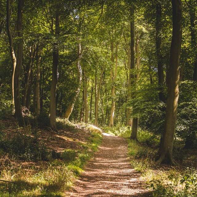 Retour vers la forêt primaire