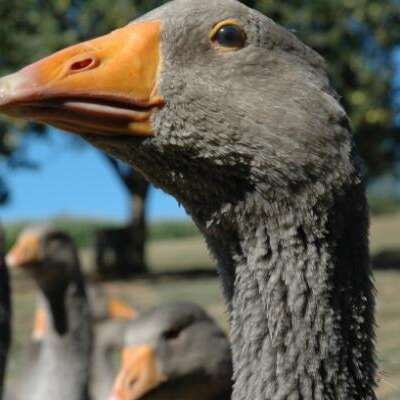 La Ferme du Brusquand