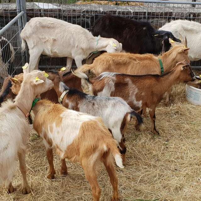 Foire aux Chèvres