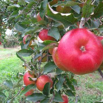 Verger traditionnel & haie fruitières