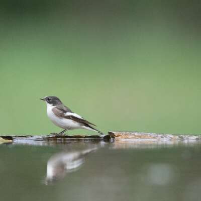 Sortie ornithologique autour de Beynat