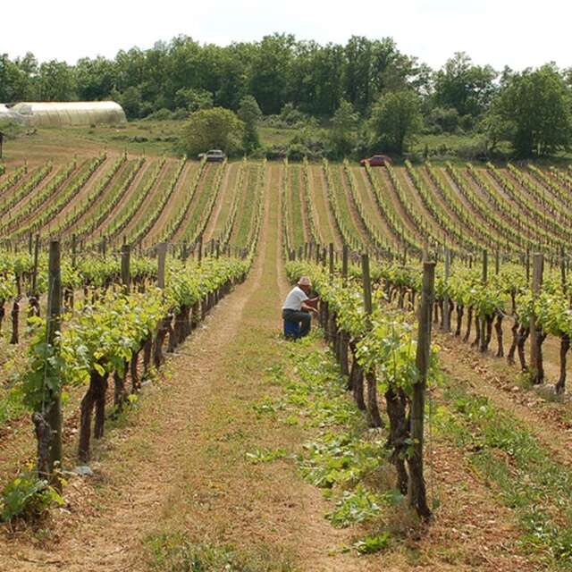 La Cave Viticole de Branceilles