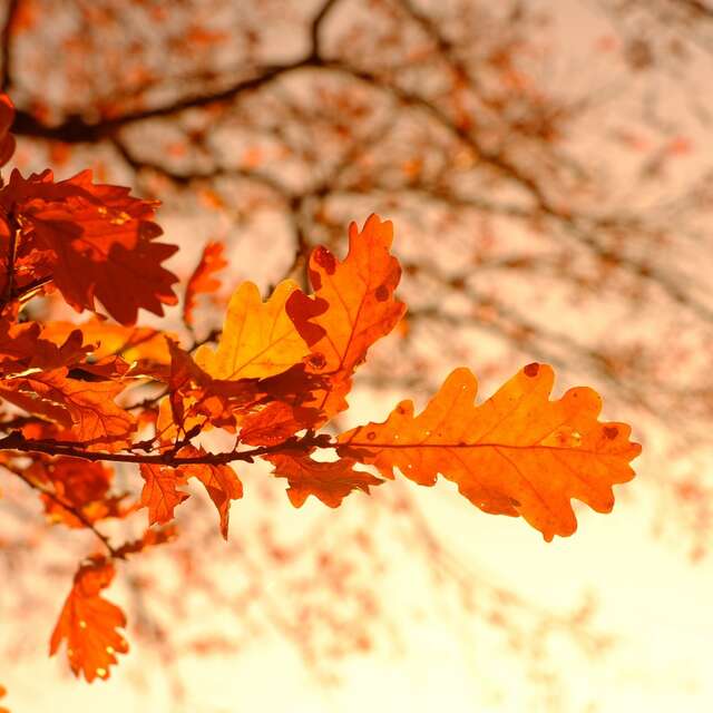 Fête de l'automne