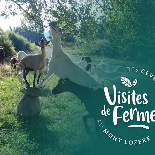 [COMPLET] VISITES DE FERMES 2026 : LA FERME DE FOLIE