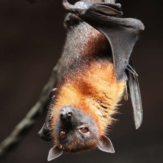 BALADE DÉCOUVERTE DES CHAUVES-SOURIS