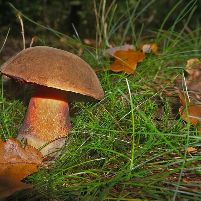 INITIATION À LA MYCOLOGIE : LA VIE MYSTÉRIEUSE DES CHAMPIGNONS