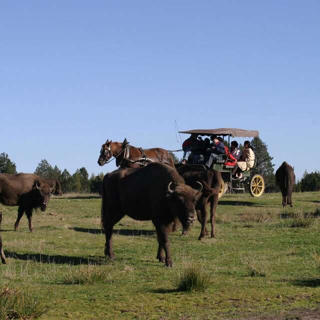 RESERVE DES BISONS D'EUROPE