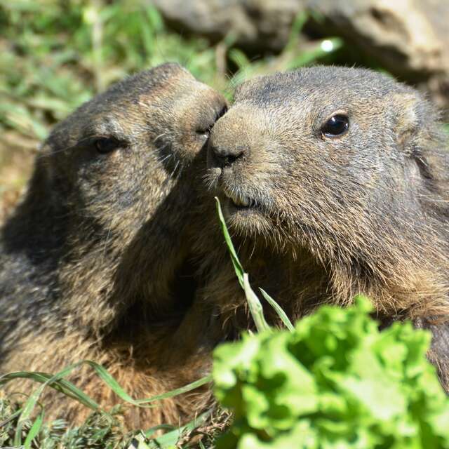 Parc'Ours
