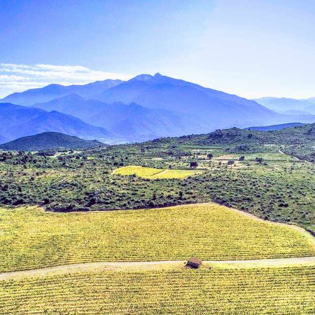 MAISON ALBERA - VIGNES D'ALTITUDE