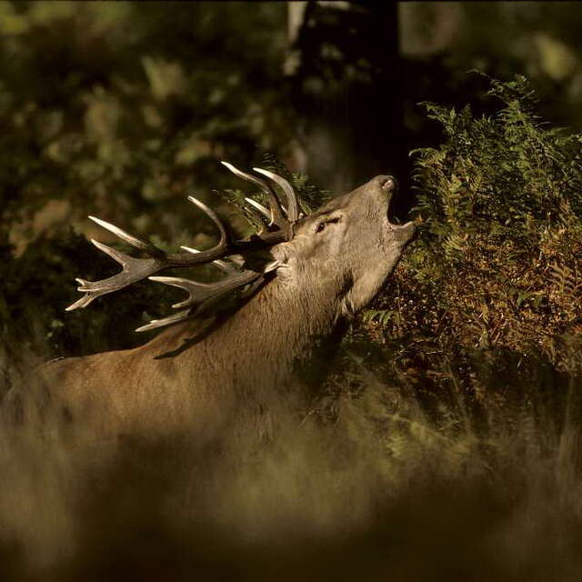 Balade ONF  "À l'écoute du brame du cerf"