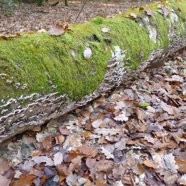 Balade ONF "L'arbre mort, trésor vivant"