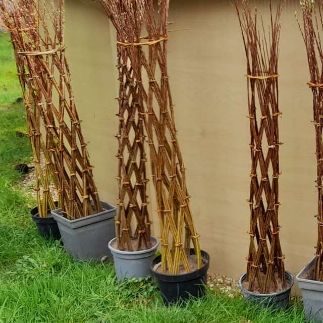 Création en osier vivant par Laurence Haton - Nouveauté