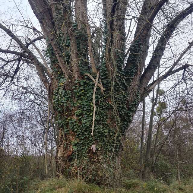 Arbres et plantes sauvages comestibles du printemps