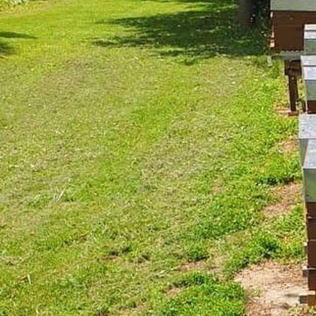 Rêve d'abeilles