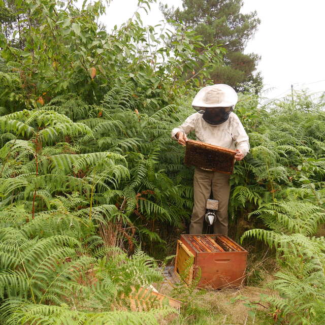 Les ateliers apiculture : ma première ouverture de ruche !