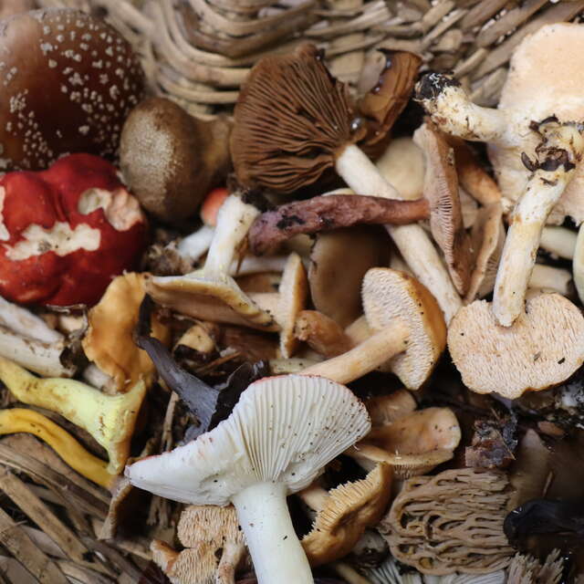Balade ONF "À la cueillette des champignons"