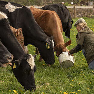 PAT : Atelier 2 « Quel soutien citoyen pour l'élevage bovin de demain ? »