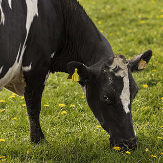 PAT : Visite de la ferme La Petite Taff