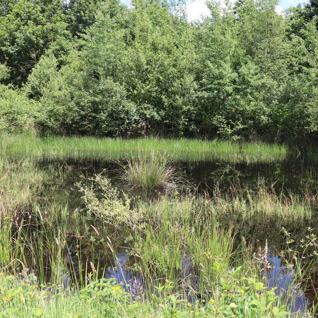Balade ONF "Mission mare : à la recherche des habitants de l’eau"