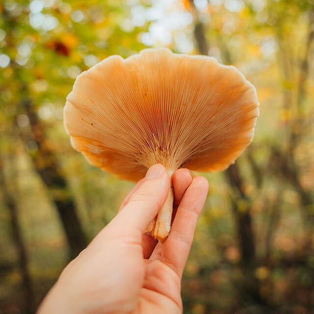 Sortie nature en forêt de Marly