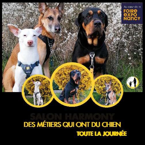 Foire Expo 2025 - Évènements éphémères - Salon Harmony - Des métiers qui ont du chien par RHEARMONY