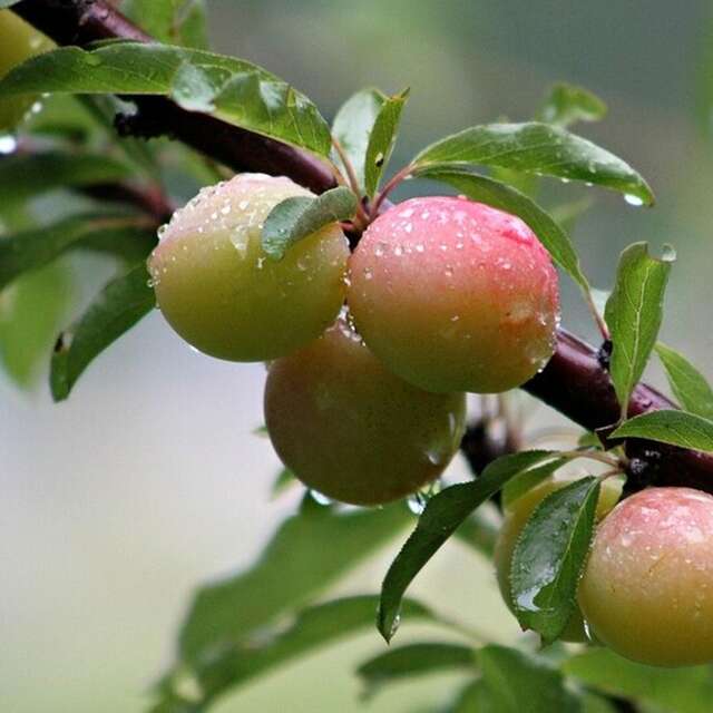 Atelier - La taille des arbres fruitiers
