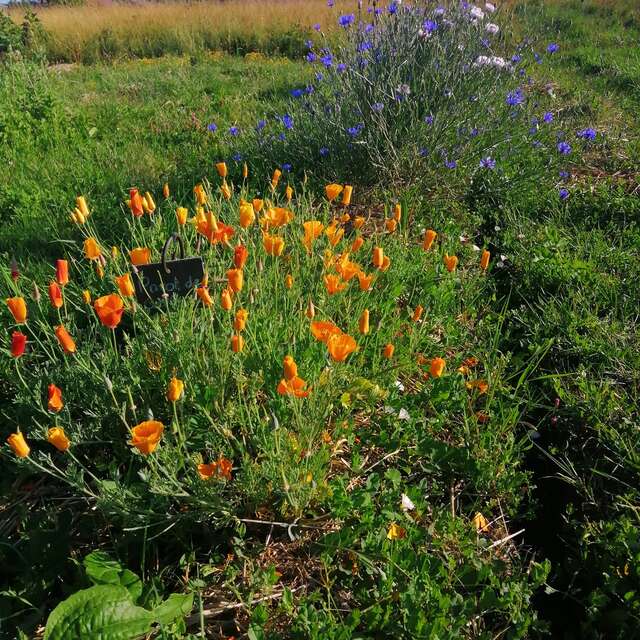 Balade à la découverte des plantes sauvages
