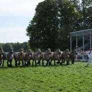 Concours national de chevaux ardennais