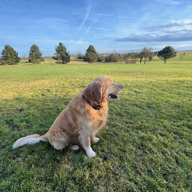 Balade éducative pour chien